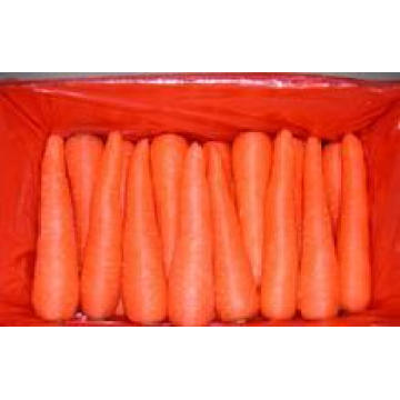 Chino nuevo cultivo zanahoria fresca /Fresh zanahoria PE